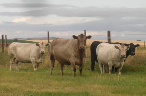 GRR-Murray-Grey-Cows
