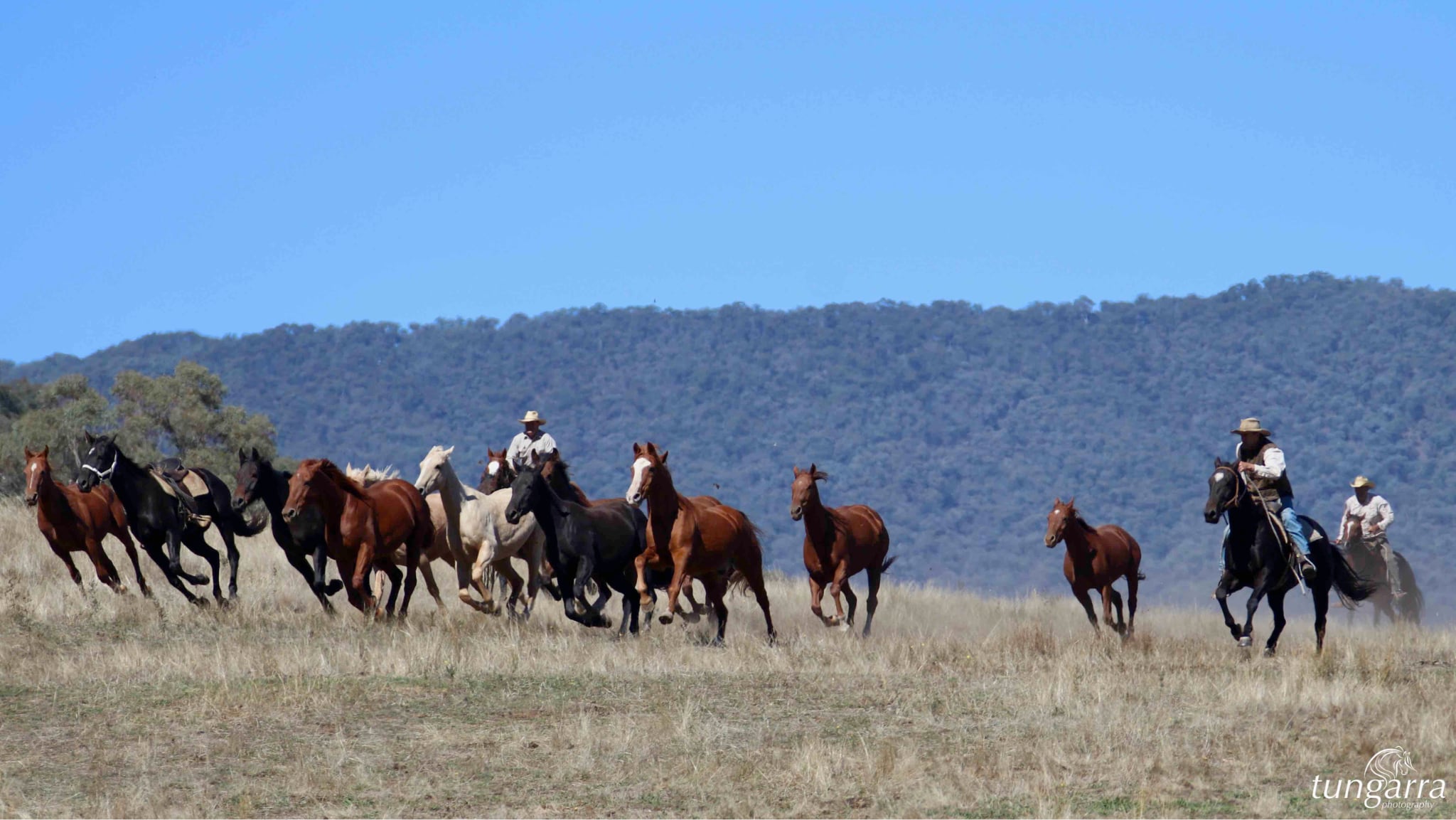 Man from Snowy River - Wild Horses Tungarra photography